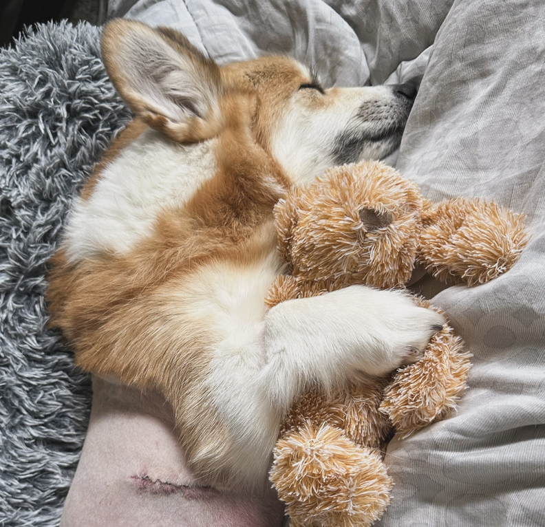 Sick corgi cuddles a stuffie