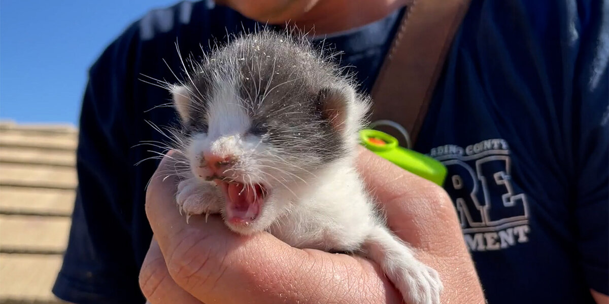 Because Of Course Firefighters Save Kittens Too - Videos - The Dodo