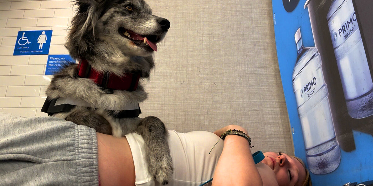 Service Dogs Real The Real Truth About Service Dogs ️ - Videos - The Dodo