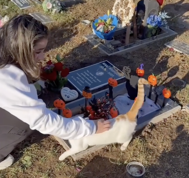 Stray cat comforts family at cat's grave