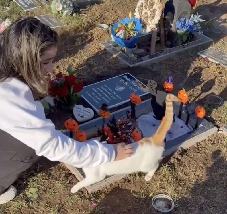 Stray cat comforts family at cat's grave
