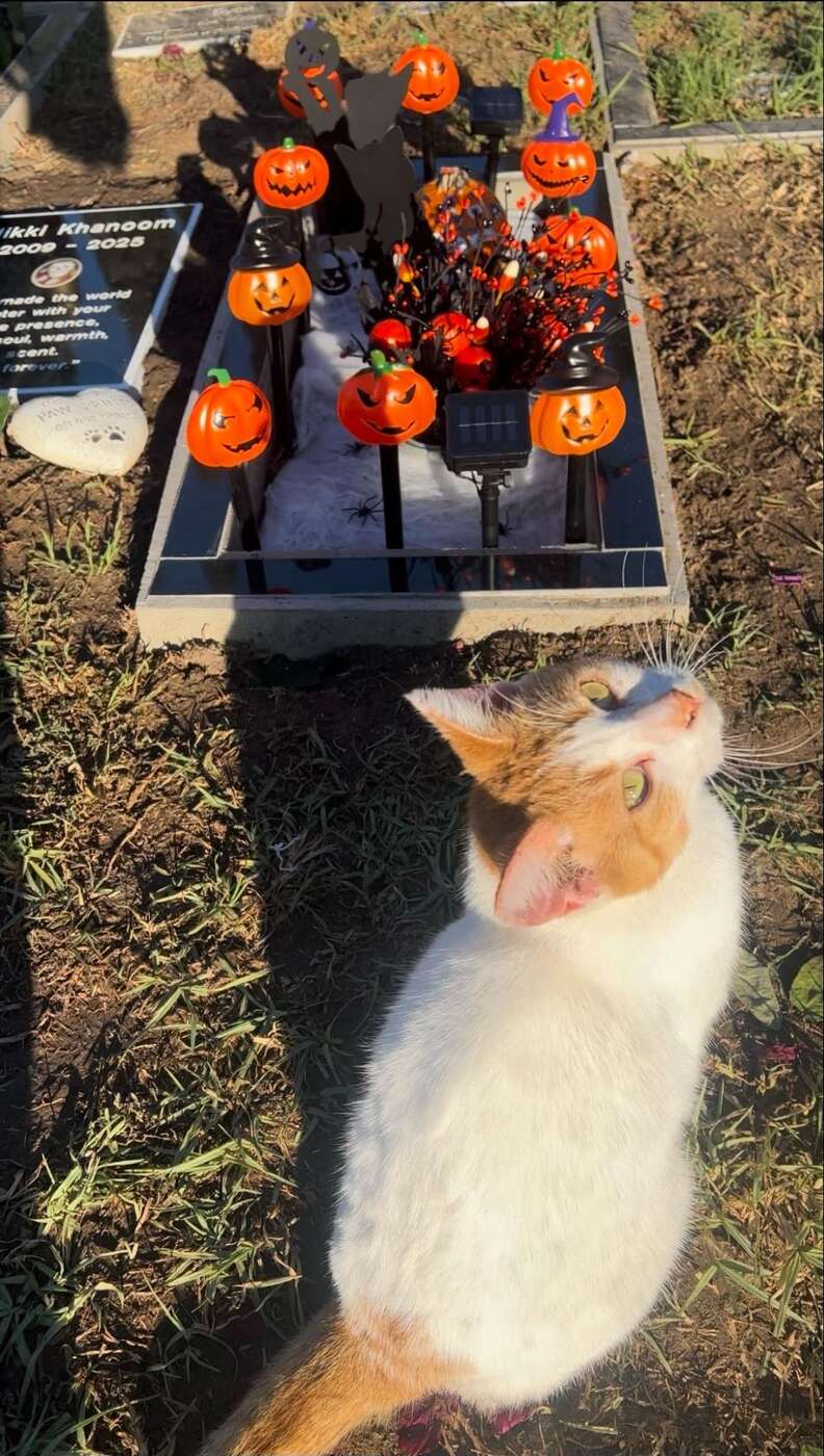 Stray cat sits by grave at pet cemetary