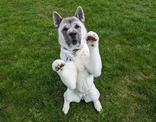 Neglected Dog Transformation