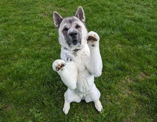 Neglected Dog Transformation