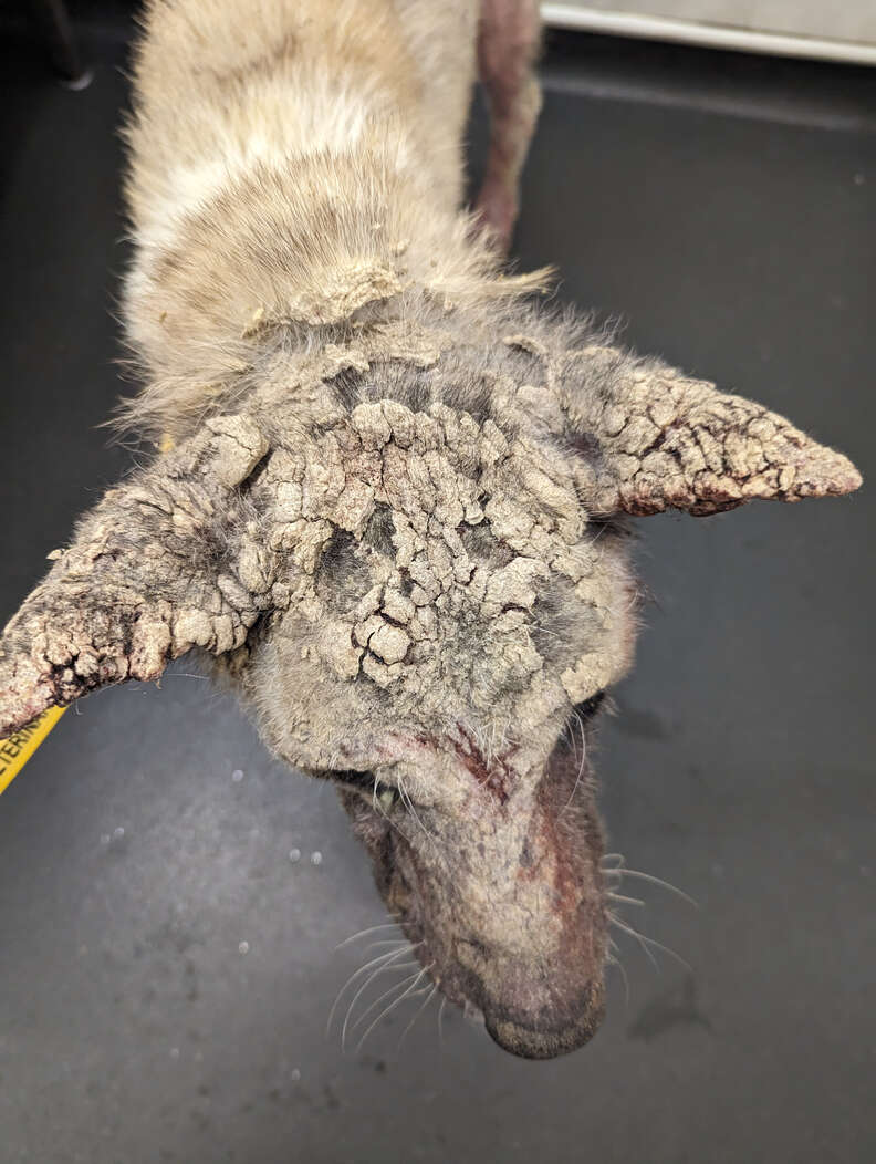 Dog Who Looked Like She Was 'Dipped In Concrete' Finally Gets A Second Chance - The Dodo