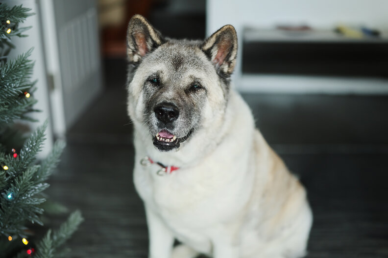 Lola in her new home