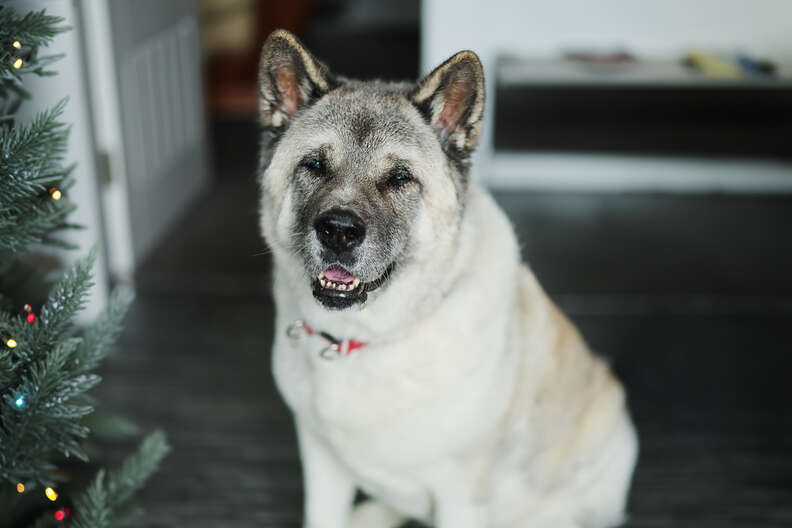 Lola in her new home