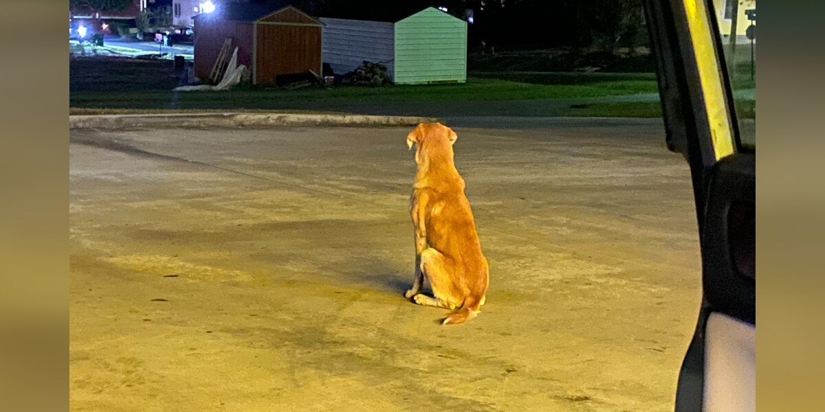 Dog Dumped Outside Dollar Tree Wouldn’t Stop Waiting For His People To Come Back