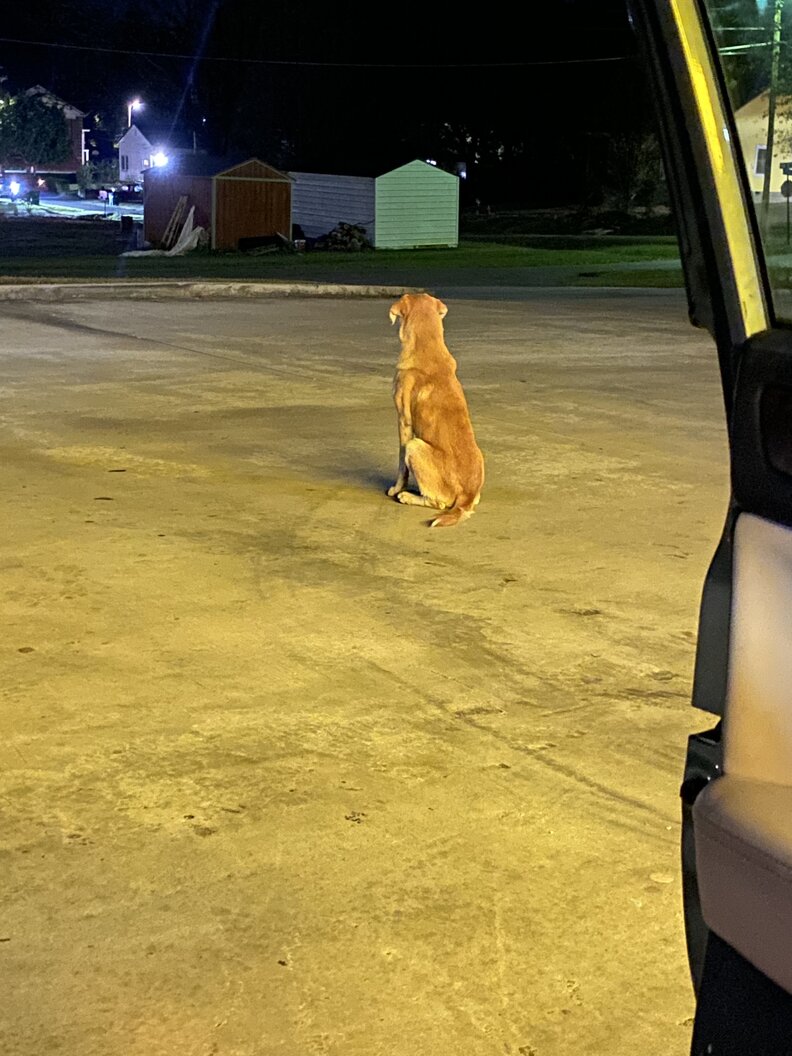 dog in parking lot