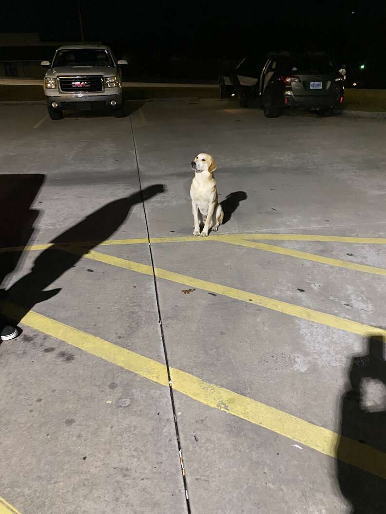 dog in parking lot