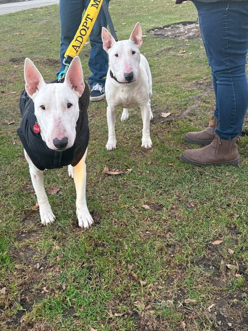 Maxwell with His New Family