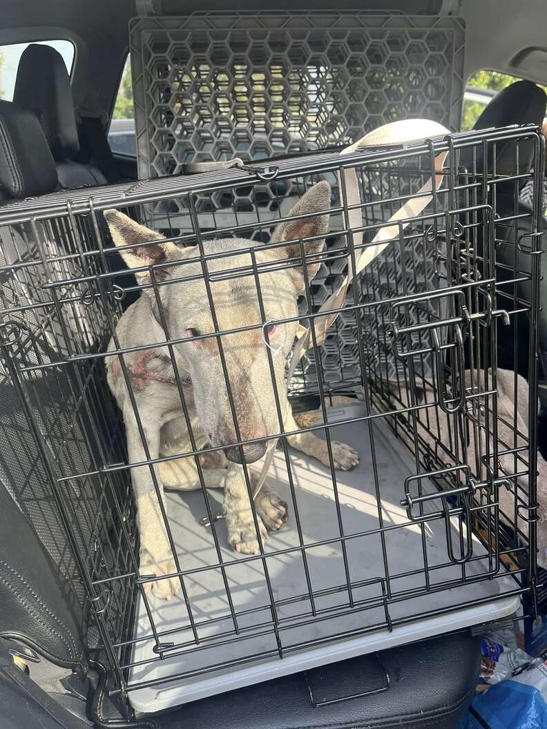 Maxwell Being Rescued