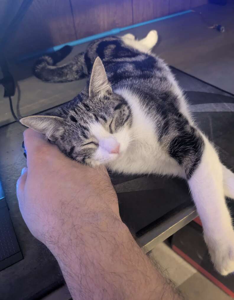 リラックスするチャシス