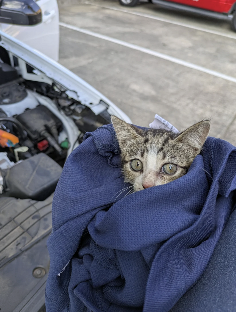 Man Finds Tiny Stowaway In Truck's Wheel Well — And It ...
