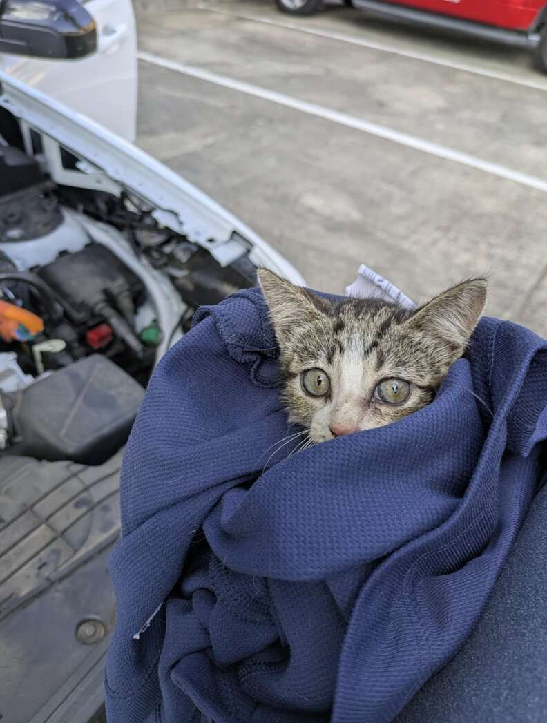 Man Finds Tiny Stowaway In Truck's Wheel Well — And It ...