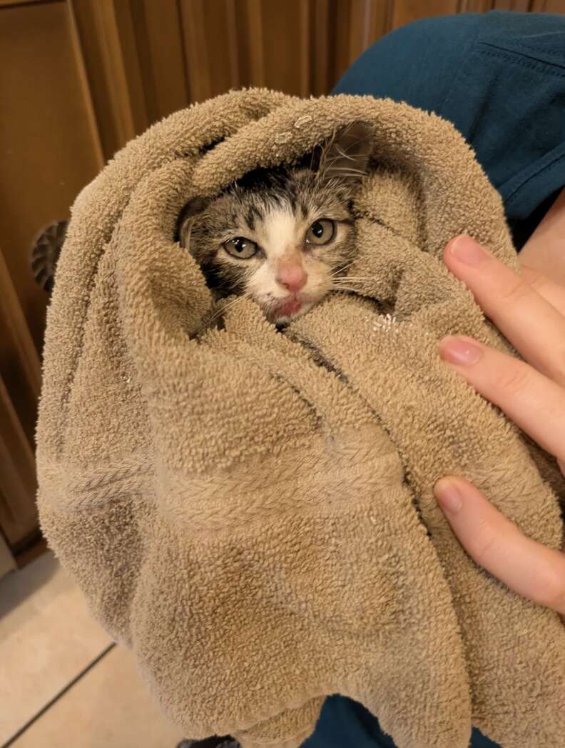 チャシスとの出会い