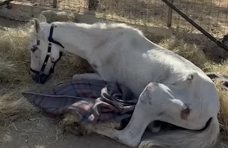 マリアンティの回復