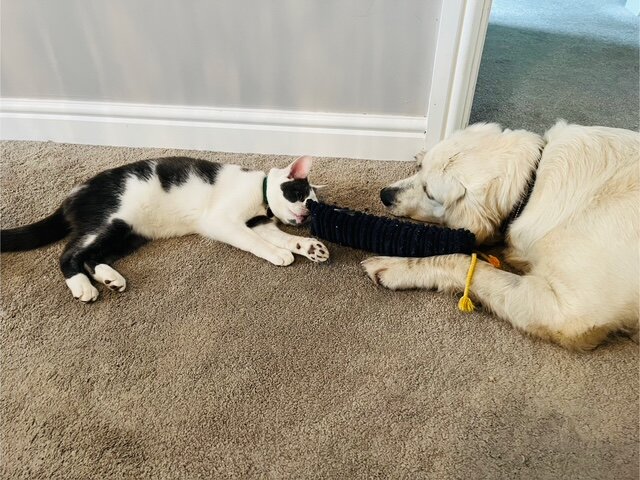 cat with a special face