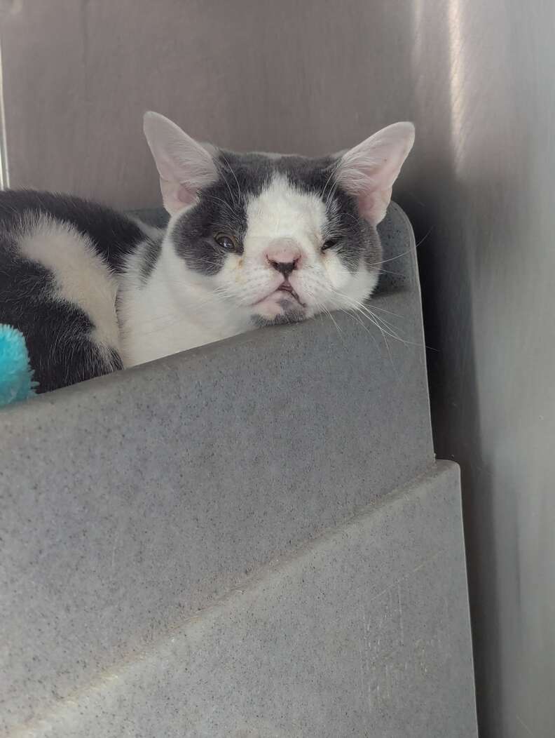 cat with a special face