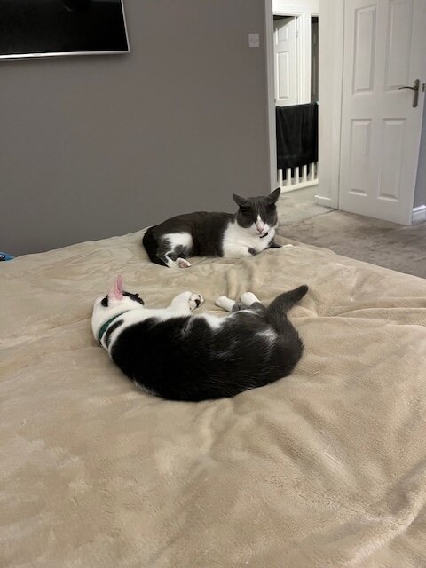 cat with a special face