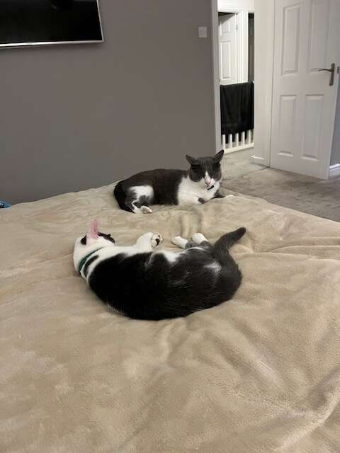 cat with a special face