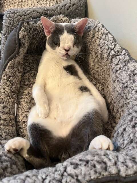 cat with special face