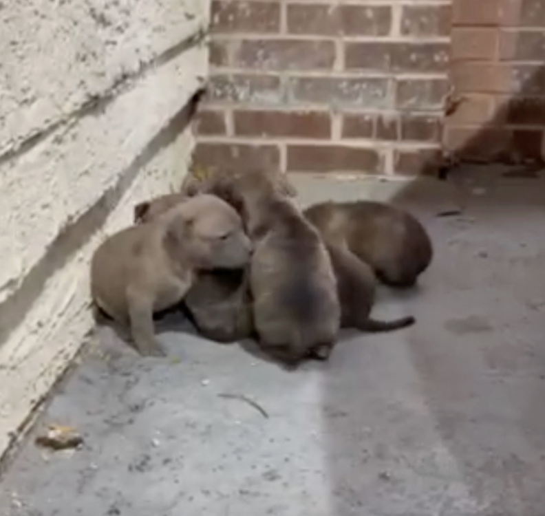 子犬たち