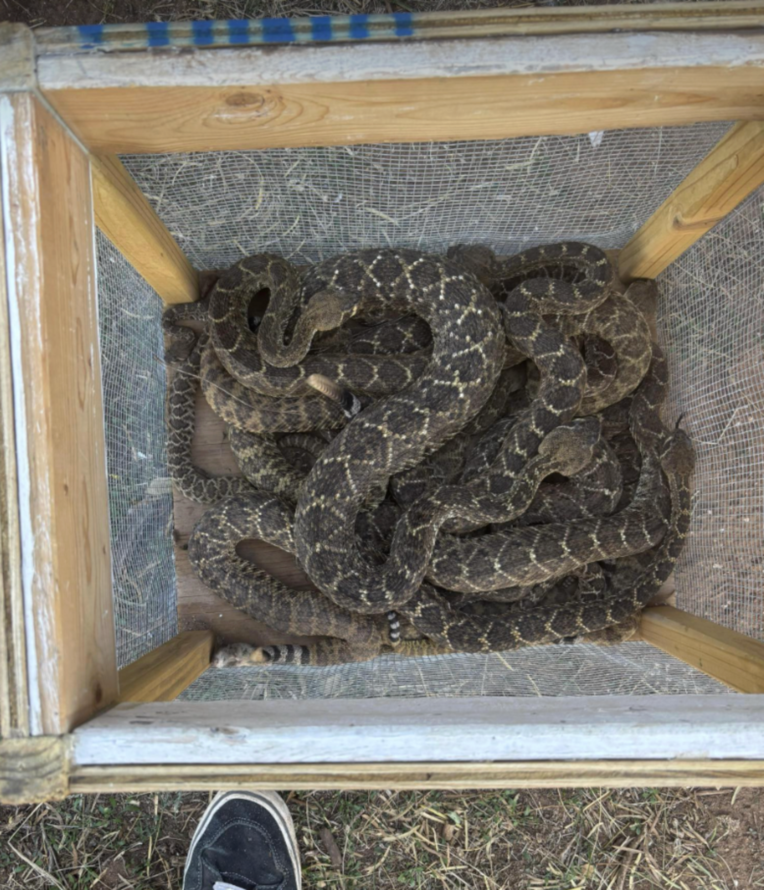 Man Hears Faint Ticking Sound And Finds 32 Animals Sleeping Under A ...