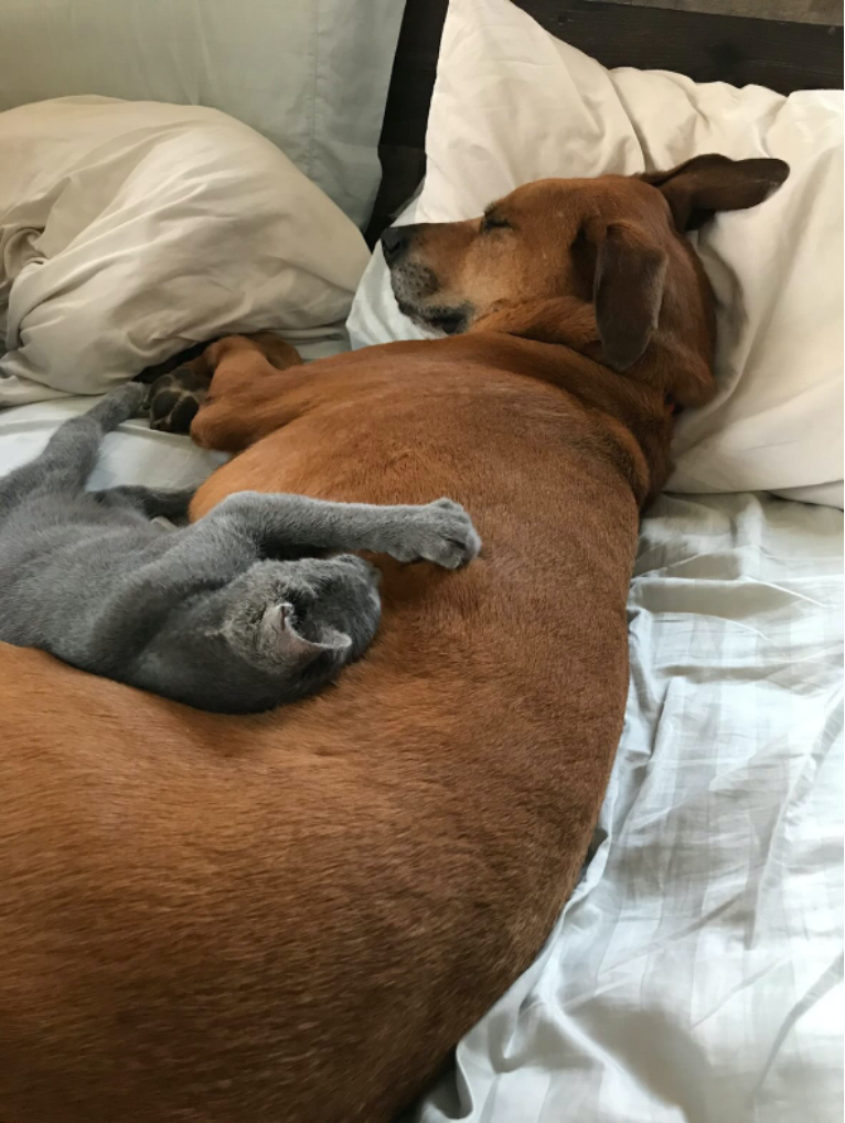 リバーとオークリーが一緒にくつろぐ