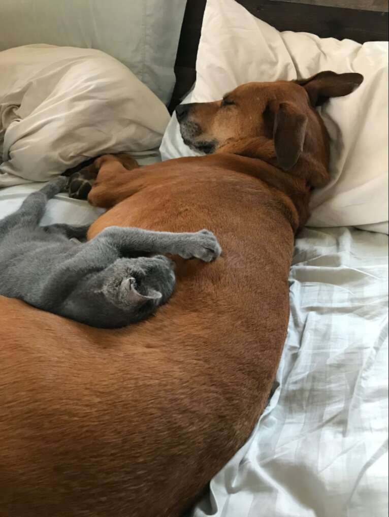 リバーとオークリーが一緒にくつろぐ