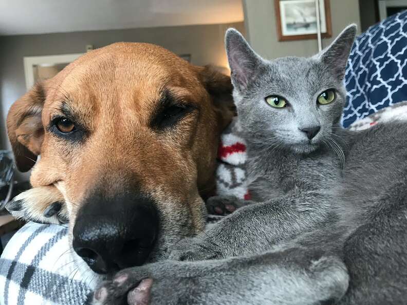 オークリーとリバーがくっついて寝る