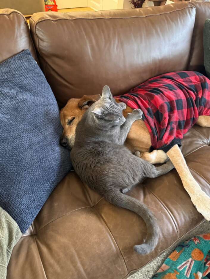 リバーがオークリーをマッサージ