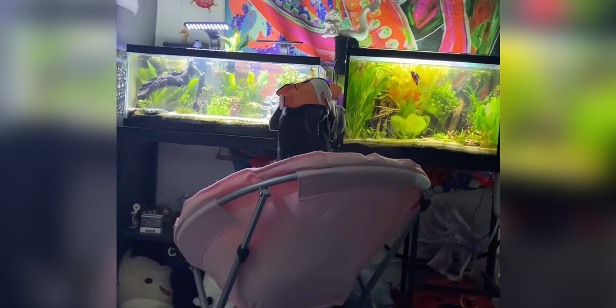 Dog's Favorite Time Of Day Is When He Gets Ready To 'Watch His Fish ...