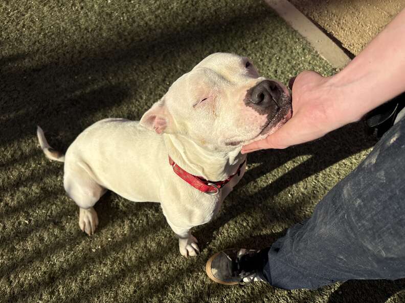 ザーちゃんのお昼寝