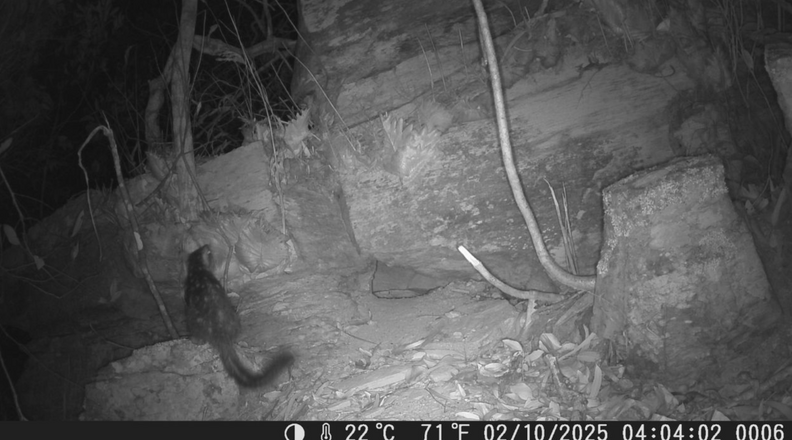 quoll on trail camera 