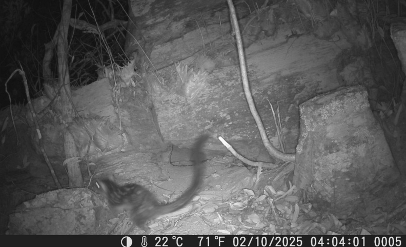 quoll on trail camera
