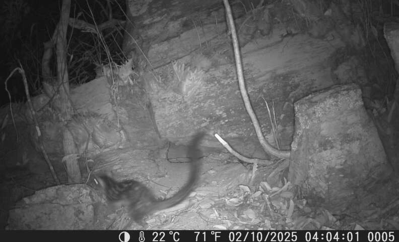 quoll on trail camera