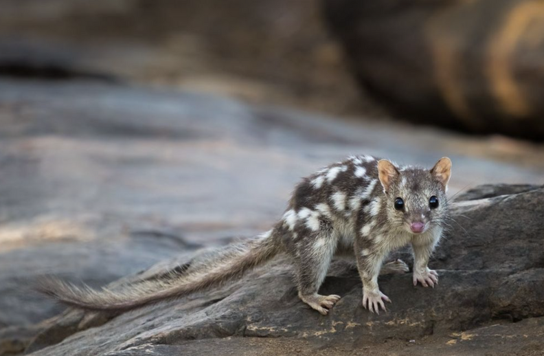 northern quoll 