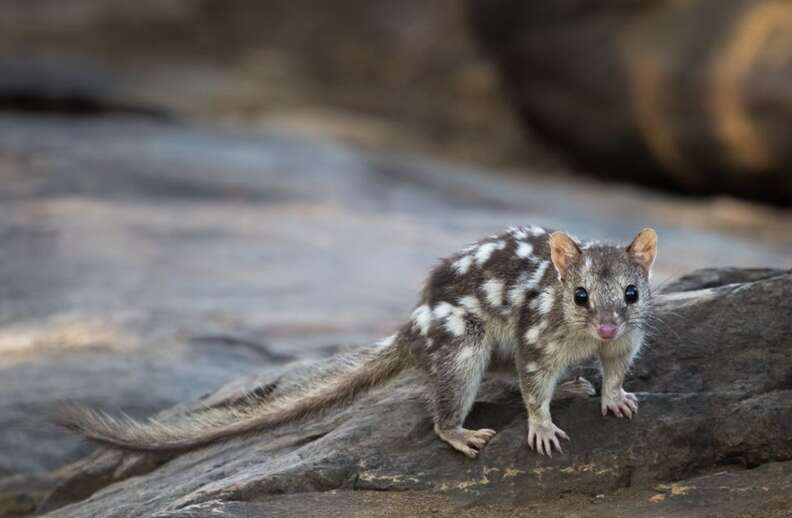 northern quoll