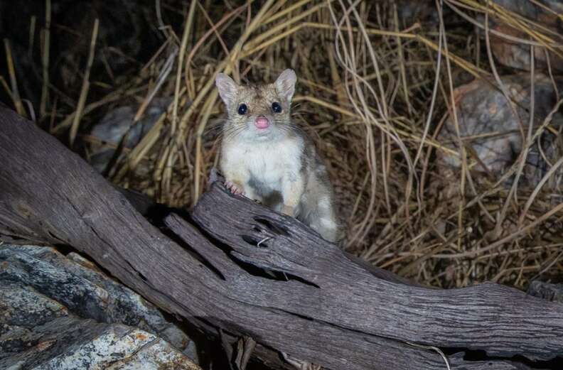 northern quoll