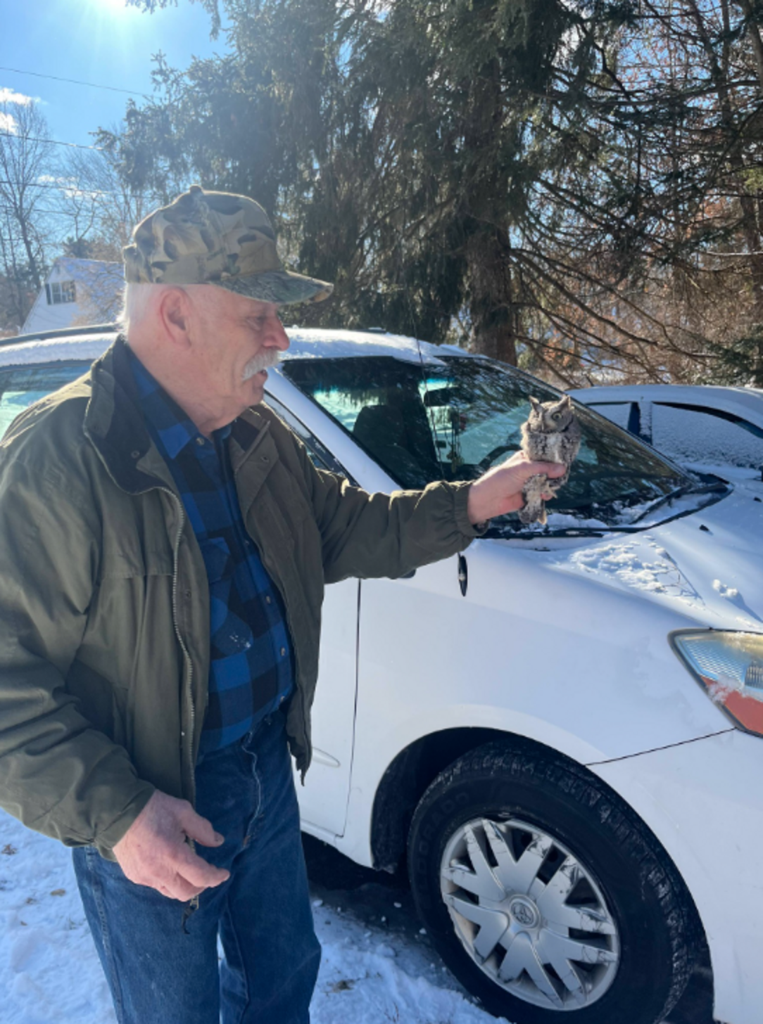 Driver Unlocks His Car To Find A Little Owl Already Riding Shotgun ...