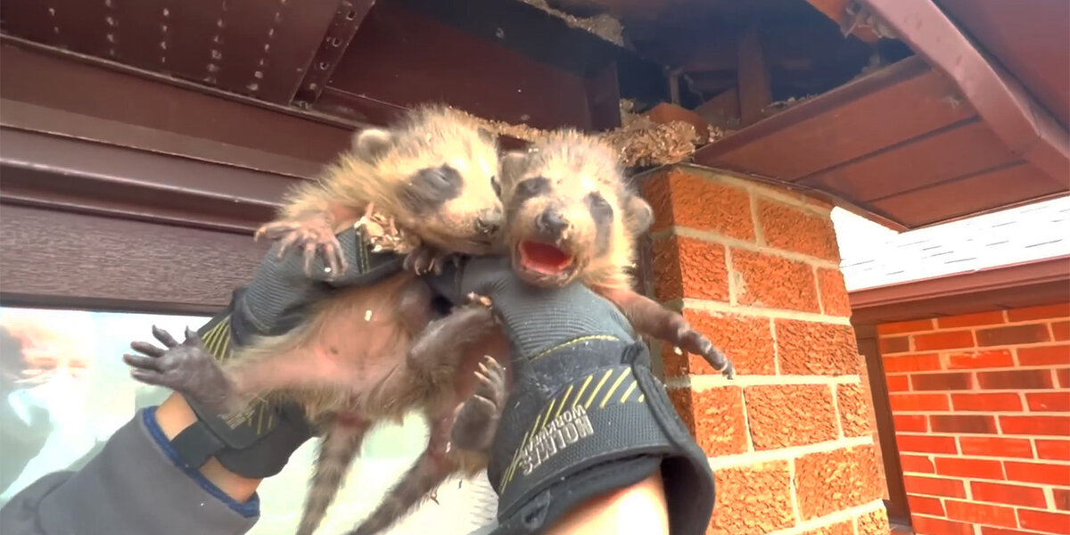 Clever Mama Raccoon Sends Rescuers On A Goose Chase - Videos - The Dodo