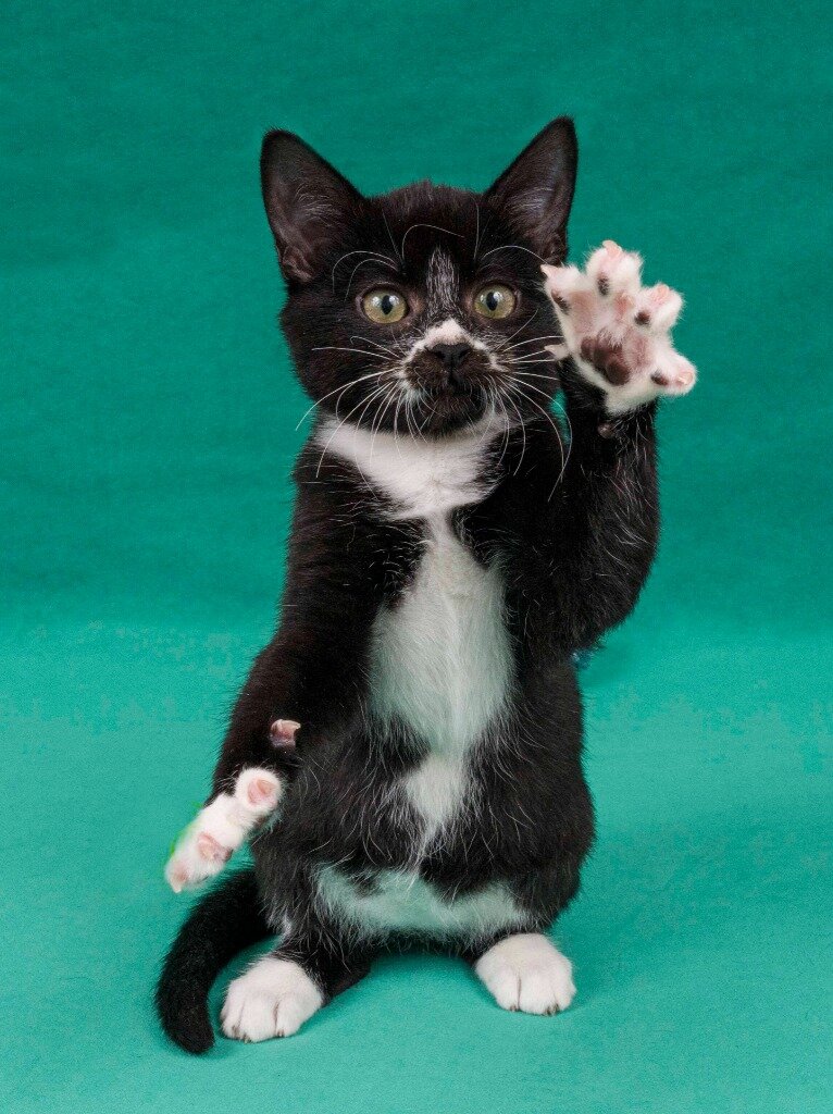 No One Seems To Want These Kittens Who Are Just A Little Different