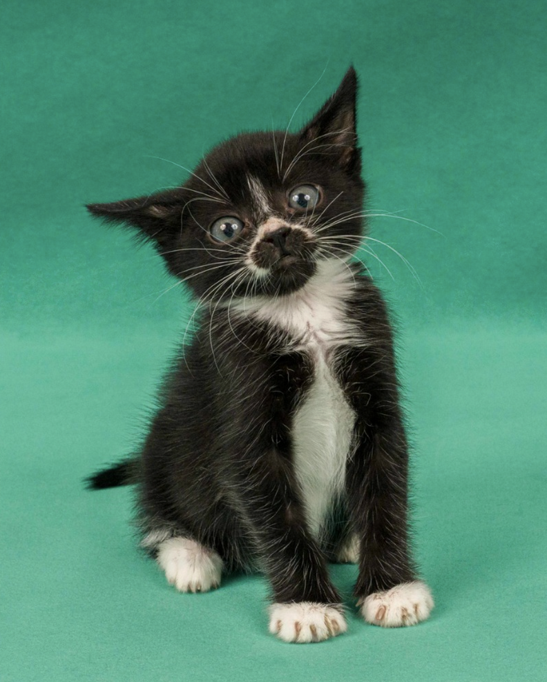 kittenページ No One Seems To Want These Kittens Who Are Just A Little Different