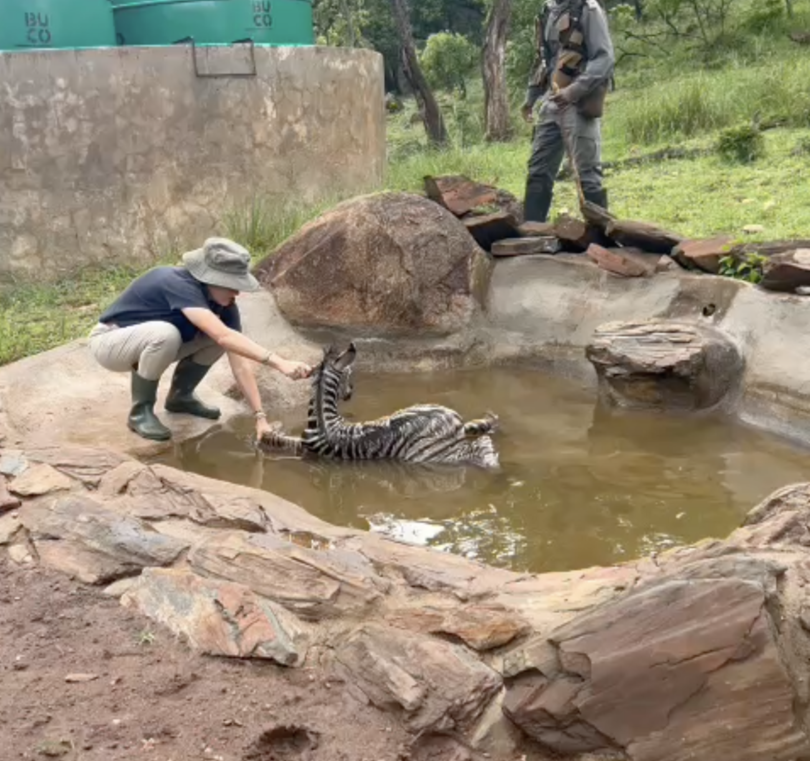 Ranger Discovers Newborn Wild Baby Fighting For His Life In A Dam - The ...