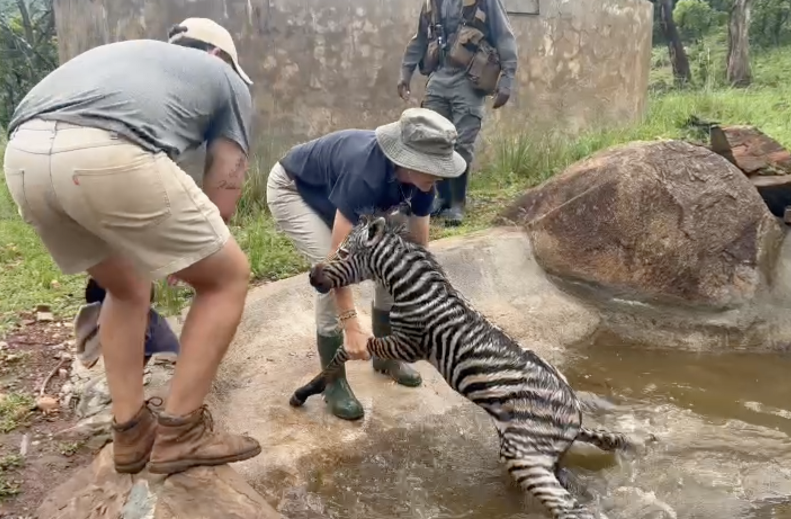 Ranger Discovers Newborn Wild Baby Fighting For His Life In A Dam - The ...
