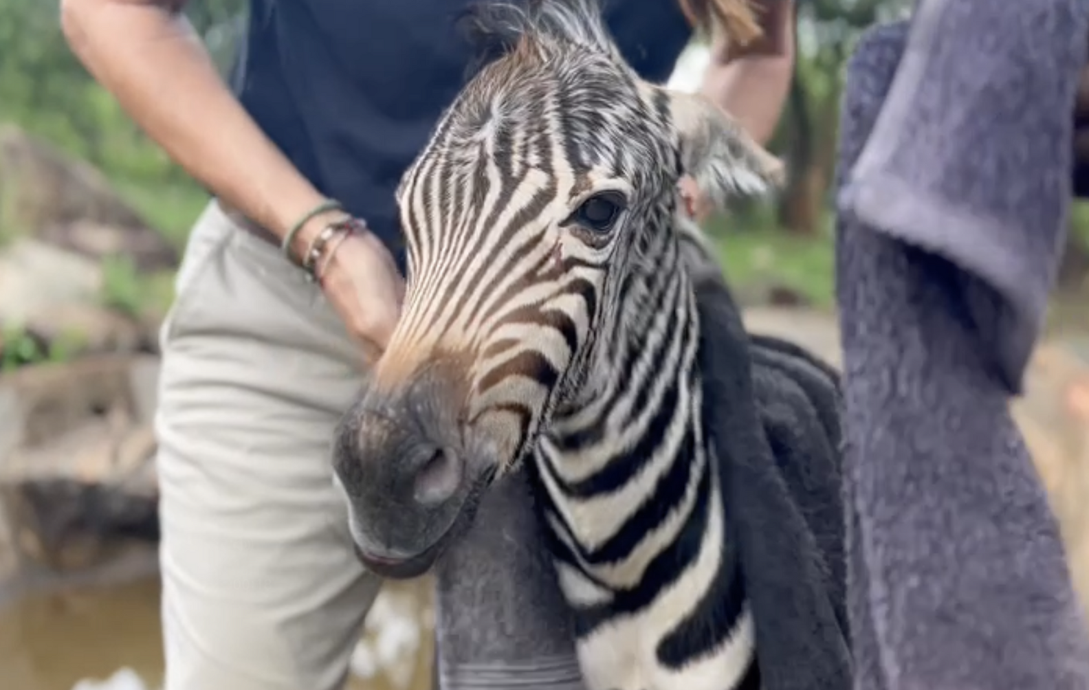 Ranger Discovers Newborn Wild Baby Fighting For His Life In A Dam - The ...