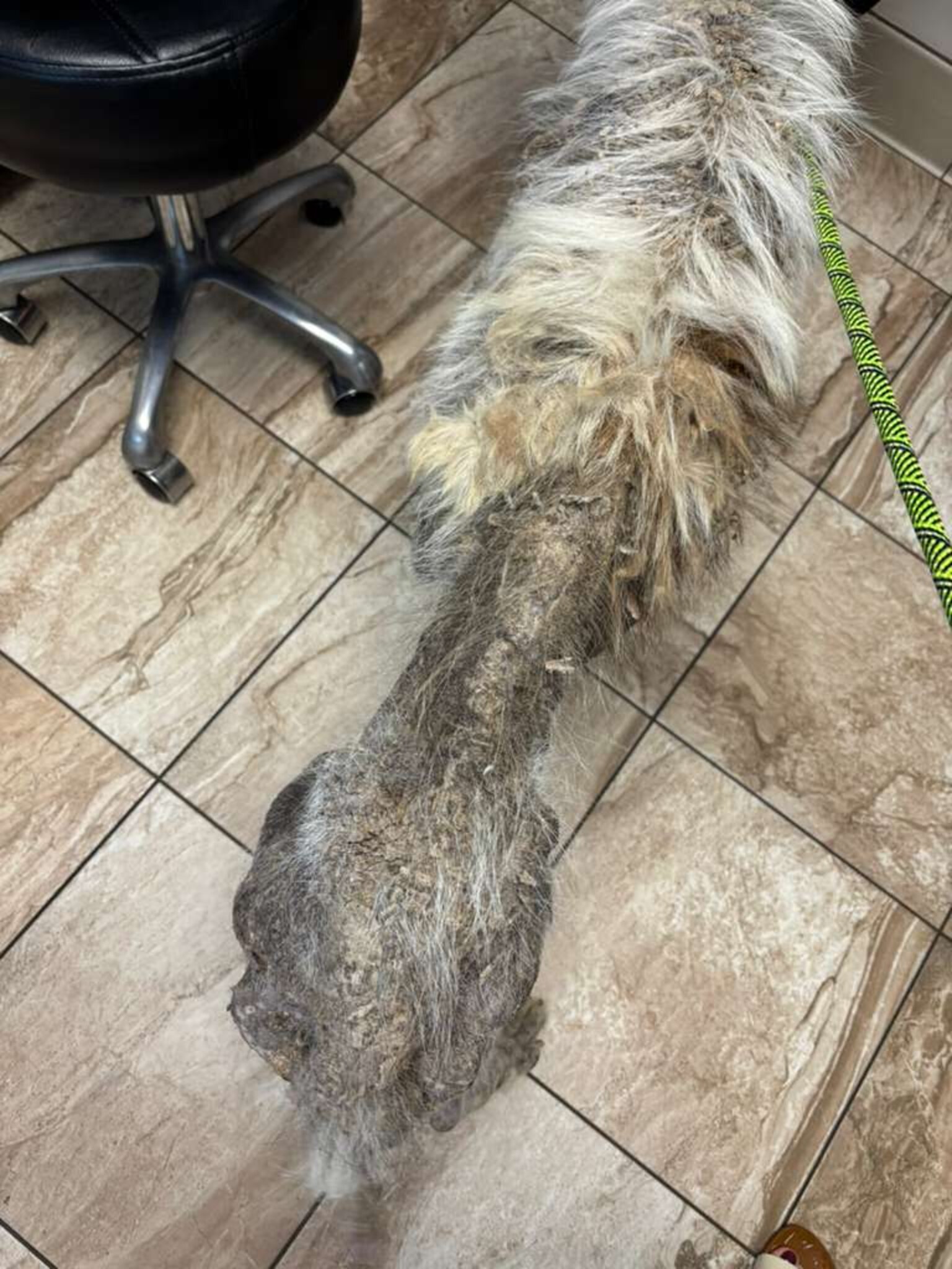 'Ghost' Dog Who Wandered Streets For Years Unnoticed Makes Stunning ...
