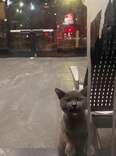 Kitten in shelter waiting to be adopted