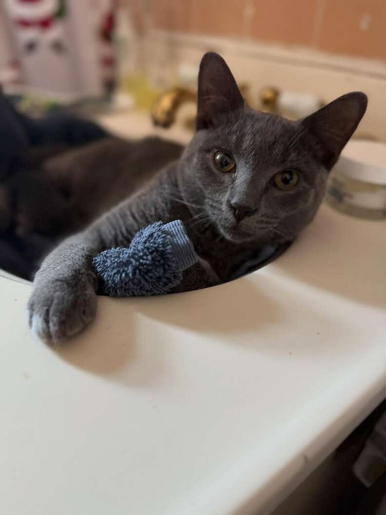 Volunteer slipping food to the cat under the door
